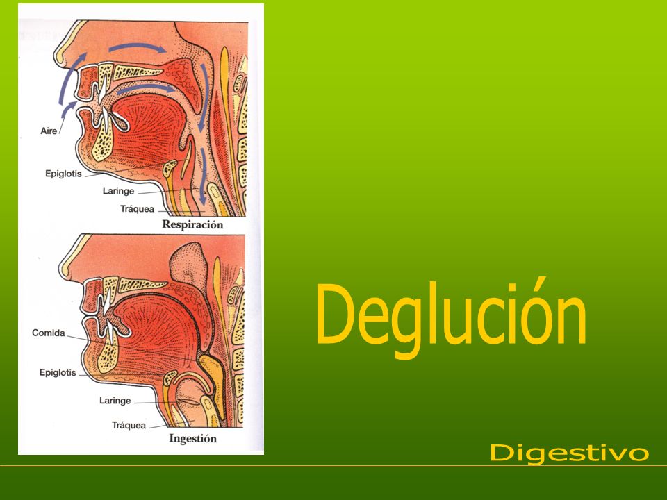 Deglución Digestivo