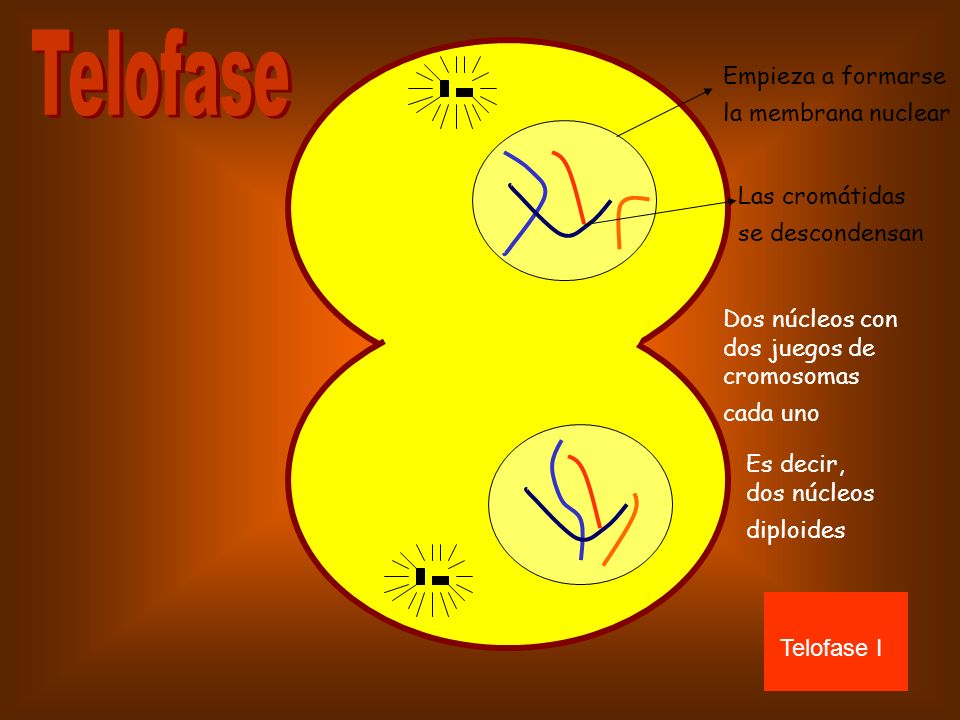 Telofase Empieza a formarse la membrana nuclear Las cromátidas