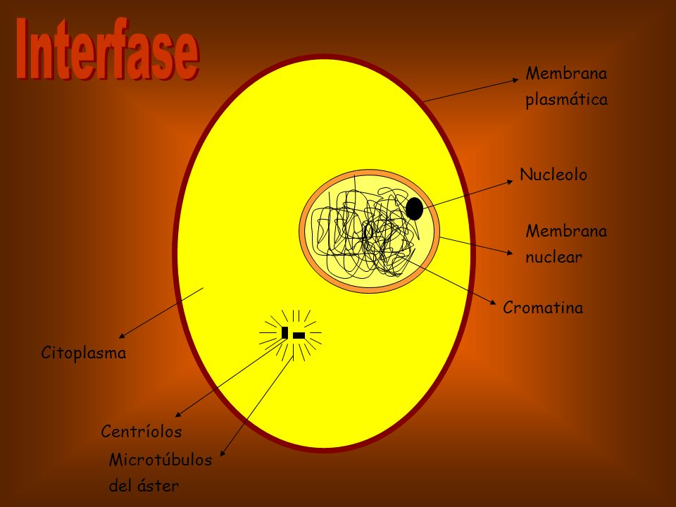 Interfase Membrana plasmática Nucleolo Membrana nuclear Cromatina