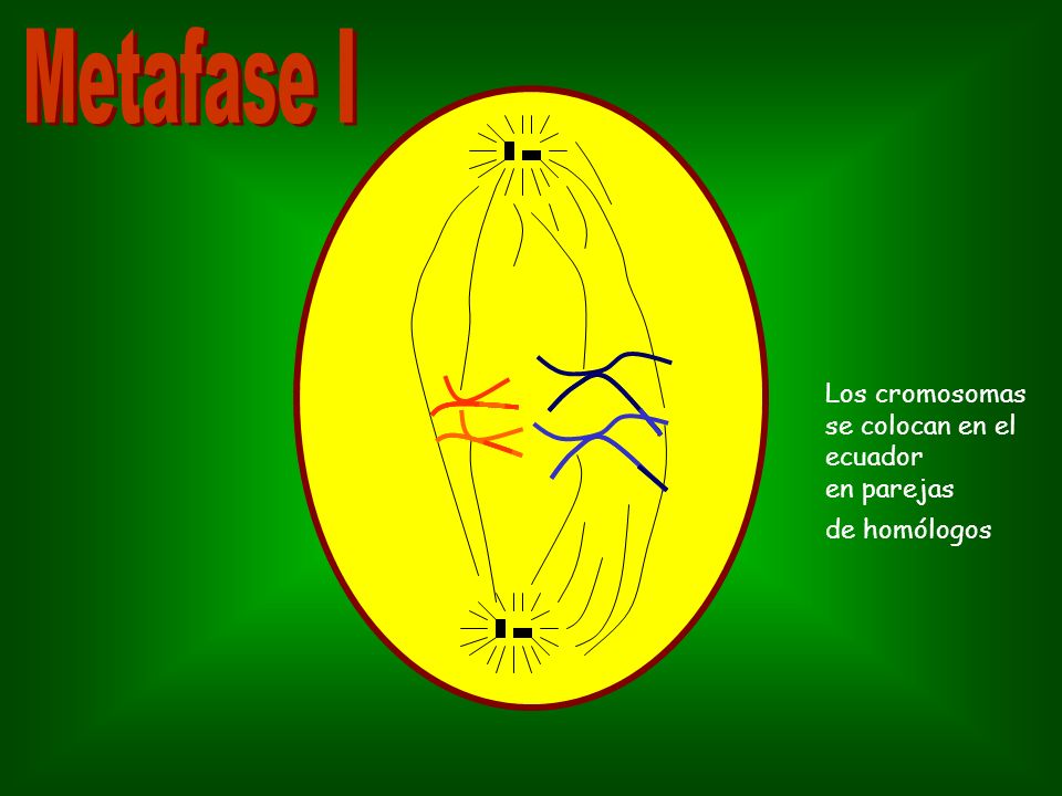 Metafase I Los cromosomas se colocan en el ecuador en parejas