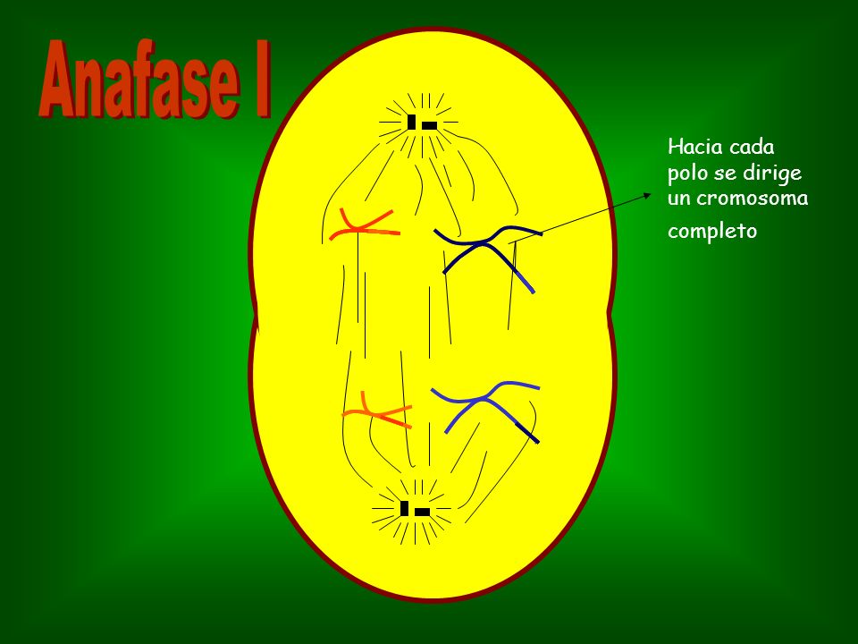 Anafase I Hacia cada polo se dirige un cromosoma completo