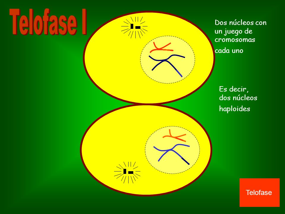 Telofase I Dos núcleos con un juego de cromosomas cada uno Es decir,