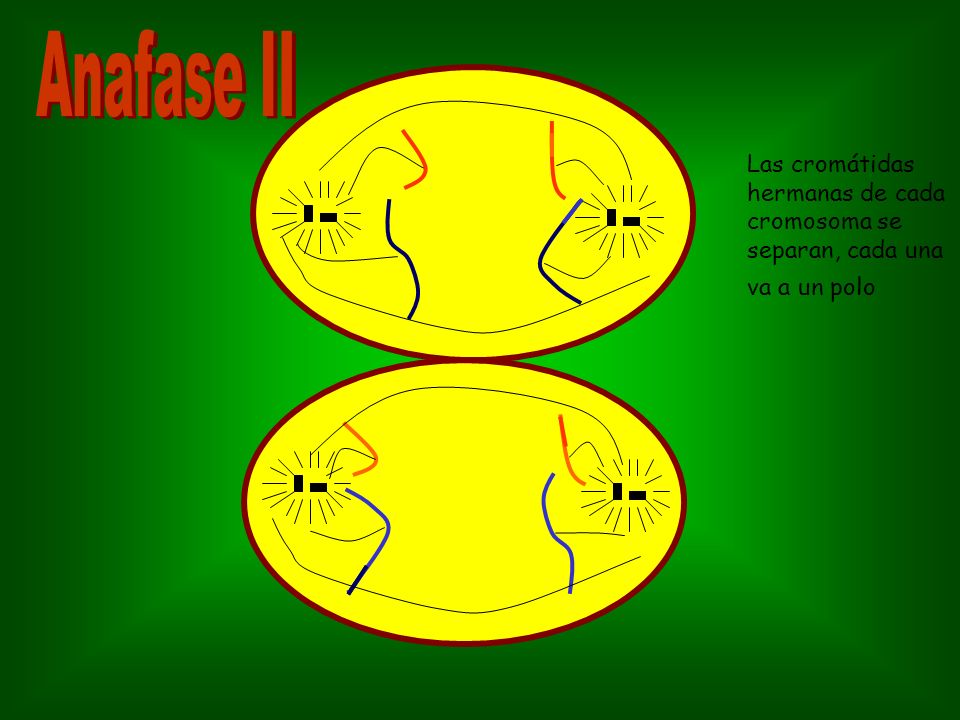 Anafase II Las cromátidas hermanas de cada cromosoma se