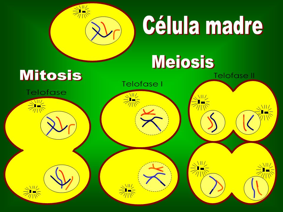 Célula madre Meiosis Mitosis Telofase II Telofase I Telofase