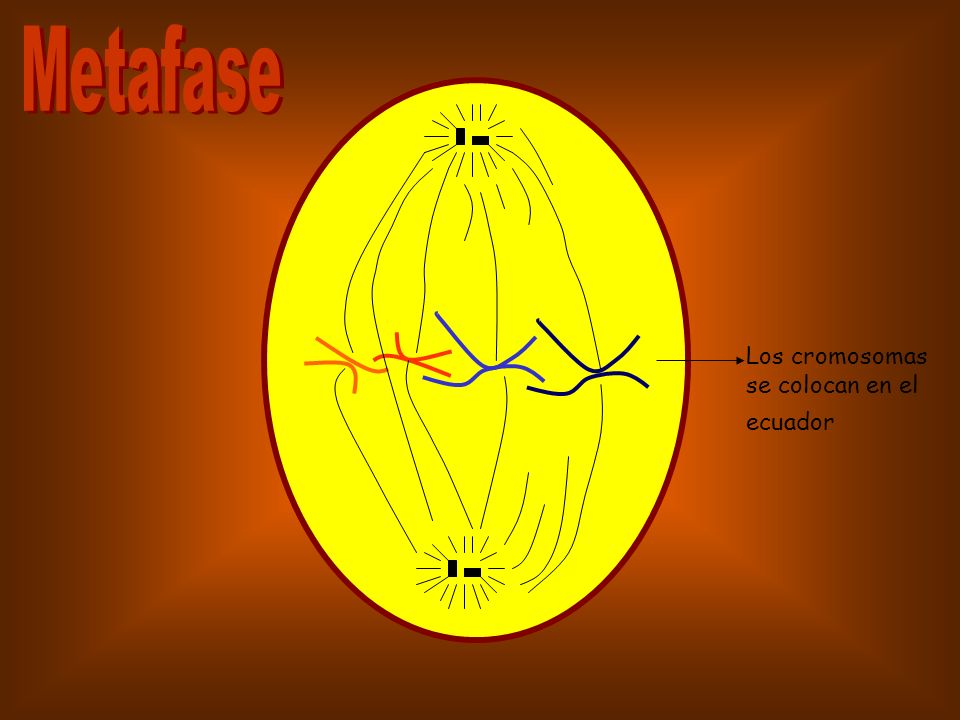 Metafase Los cromosomas se colocan en el ecuador