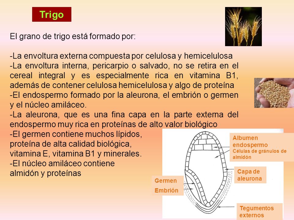 Trigo El grano de trigo está formado por: