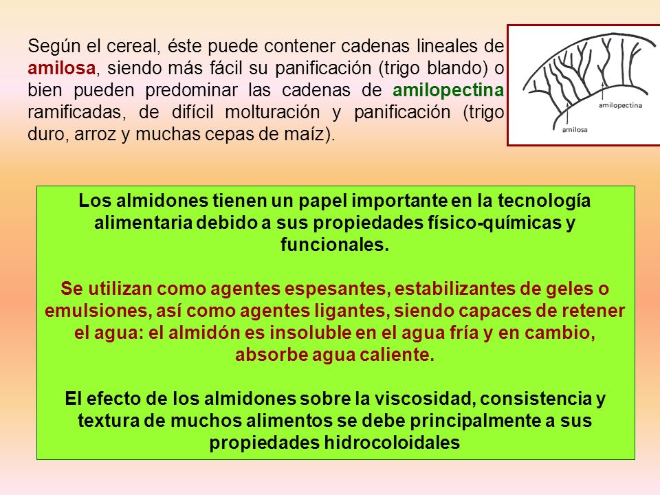 Según el cereal, éste puede contener cadenas lineales de amilosa, siendo más fácil su panificación (trigo blando) o bien pueden predominar las cadenas de amilopectina ramificadas, de difícil molturación y panificación (trigo duro, arroz y muchas cepas de maíz).