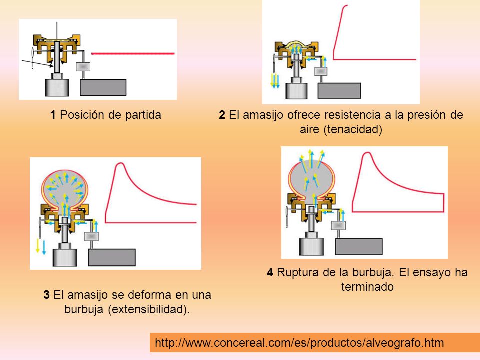 2 El amasijo ofrece resistencia a la presión de aire (tenacidad)