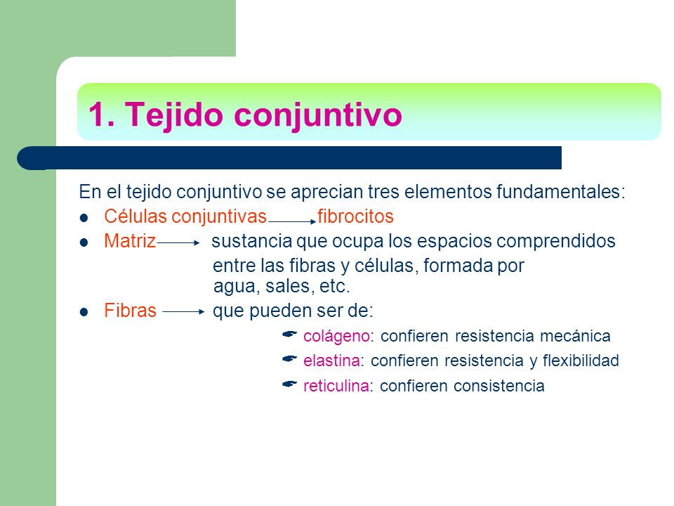 1. Tejido conjuntivo En el tejido conjuntivo se aprecian tres elementos fundamentales: Células conjuntivas fibrocitos.
