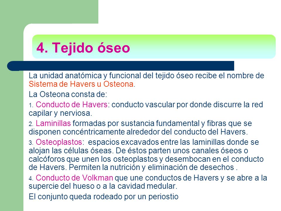 4. Tejido óseo La unidad anatómica y funcional del tejido óseo recibe el nombre de Sistema de Havers u Osteona.