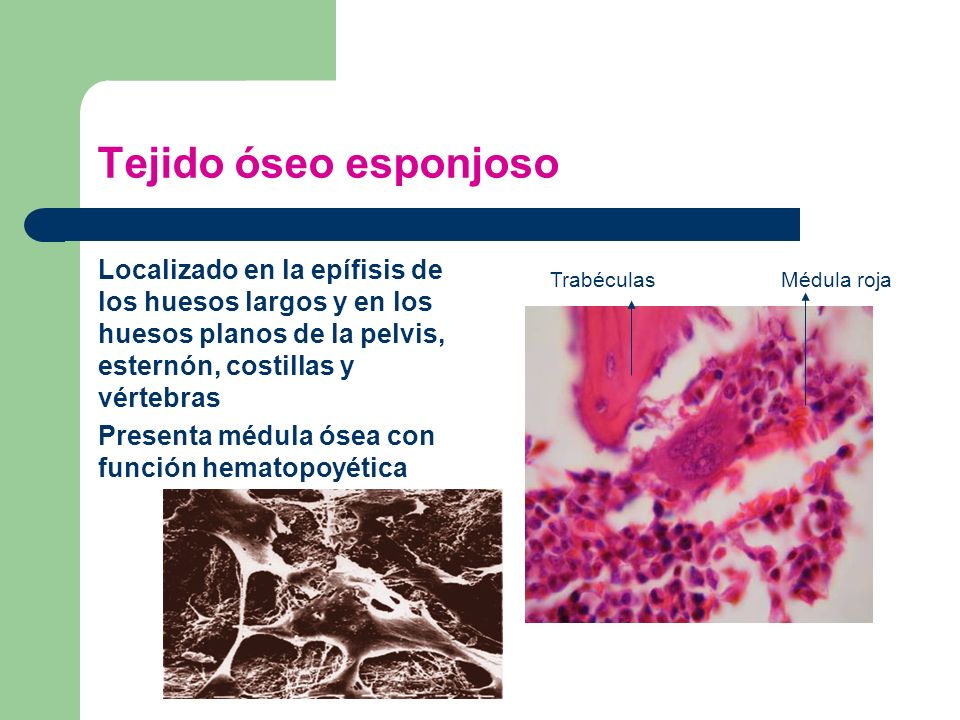 Tejido óseo esponjoso Localizado en la epífisis de los huesos largos y en los huesos planos de la pelvis, esternón, costillas y vértebras.