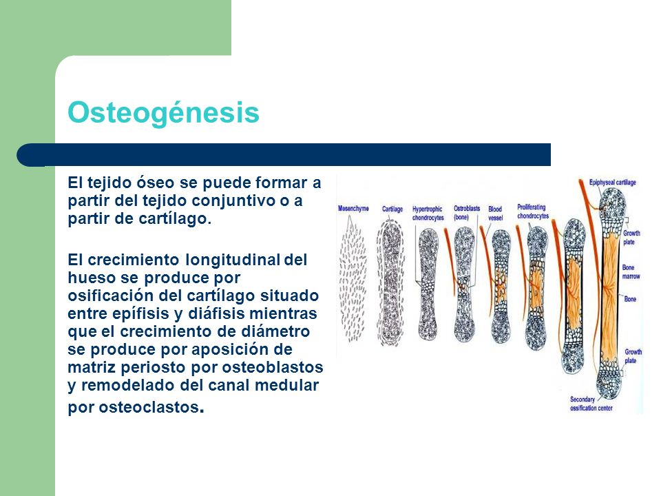 Osteogénesis El tejido óseo se puede formar a partir del tejido conjuntivo o a partir de cartílago.