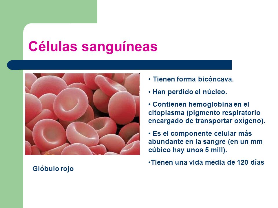 Células sanguíneas . Tienen forma bicóncava. Han perdido el núcleo.