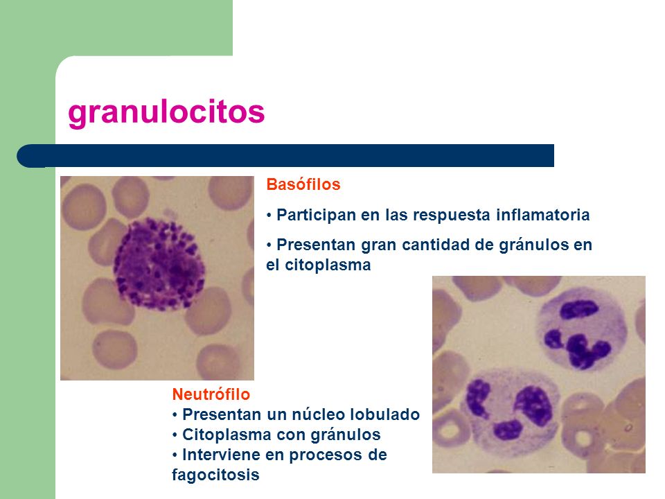granulocitos Basófilos Participan en las respuesta inflamatoria