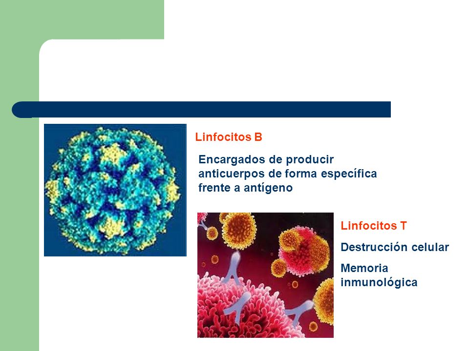 Linfocitos B Encargados de producir anticuerpos de forma específica frente a antígeno. Linfocitos T.