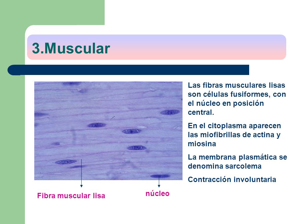 3.Muscular Las fibras musculares lisas son células fusiformes, con el núcleo en posición central.