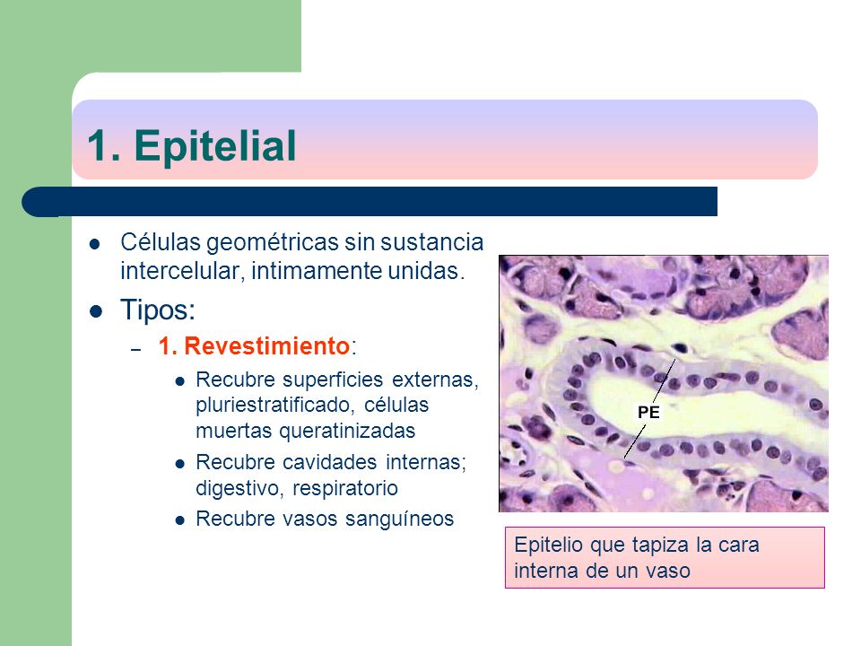 1. Epitelial Células geométricas sin sustancia intercelular, intimamente unidas. Tipos: 1. Revestimiento: