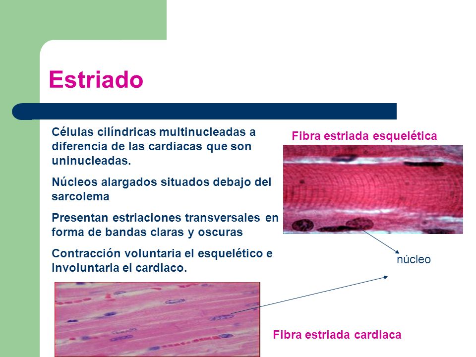 Estriado Células cilíndricas multinucleadas a diferencia de las cardiacas que son uninucleadas. Núcleos alargados situados debajo del sarcolema.