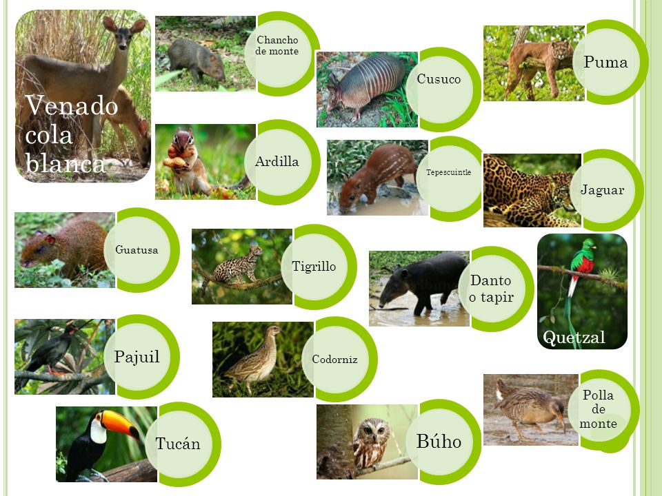 Venado cola blanca Búho Quetzal Puma Pajuil Tucán Danto o tapir Cusuco