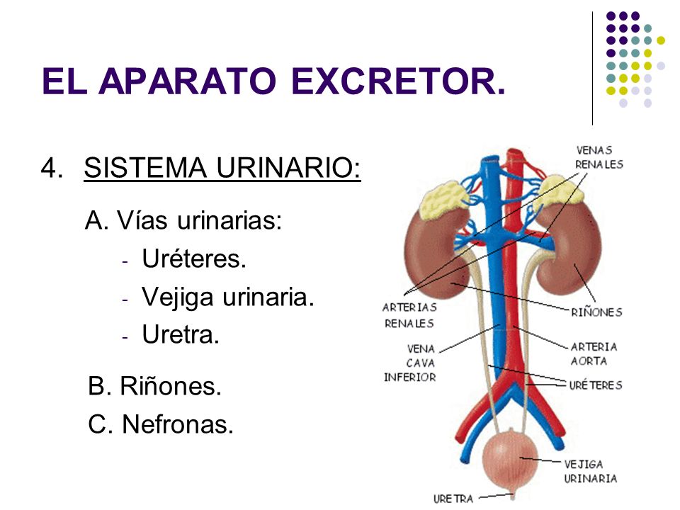 EL APARATO EXCRETOR. SISTEMA URINARIO: A. Vías urinarias: Uréteres.