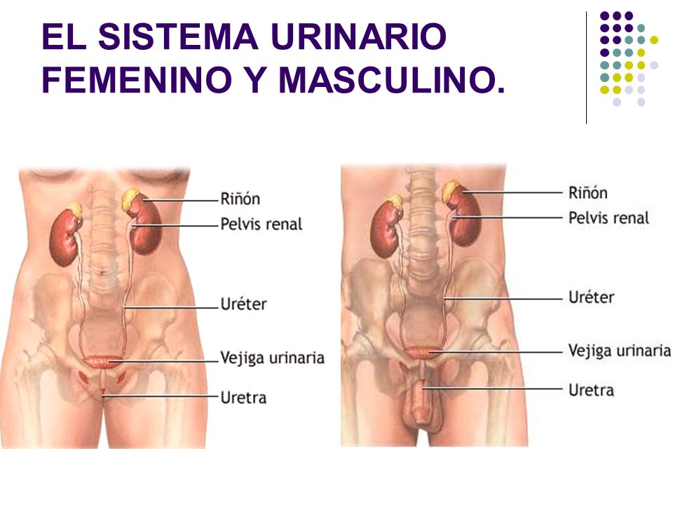 EL SISTEMA URINARIO FEMENINO Y MASCULINO.