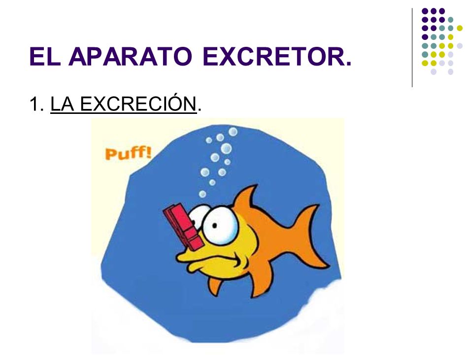EL APARATO EXCRETOR. 1. LA EXCRECIÓN.
