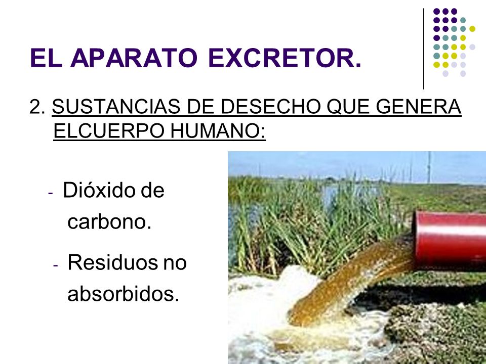 EL APARATO EXCRETOR. Dióxido de carbono. Residuos no absorbidos.