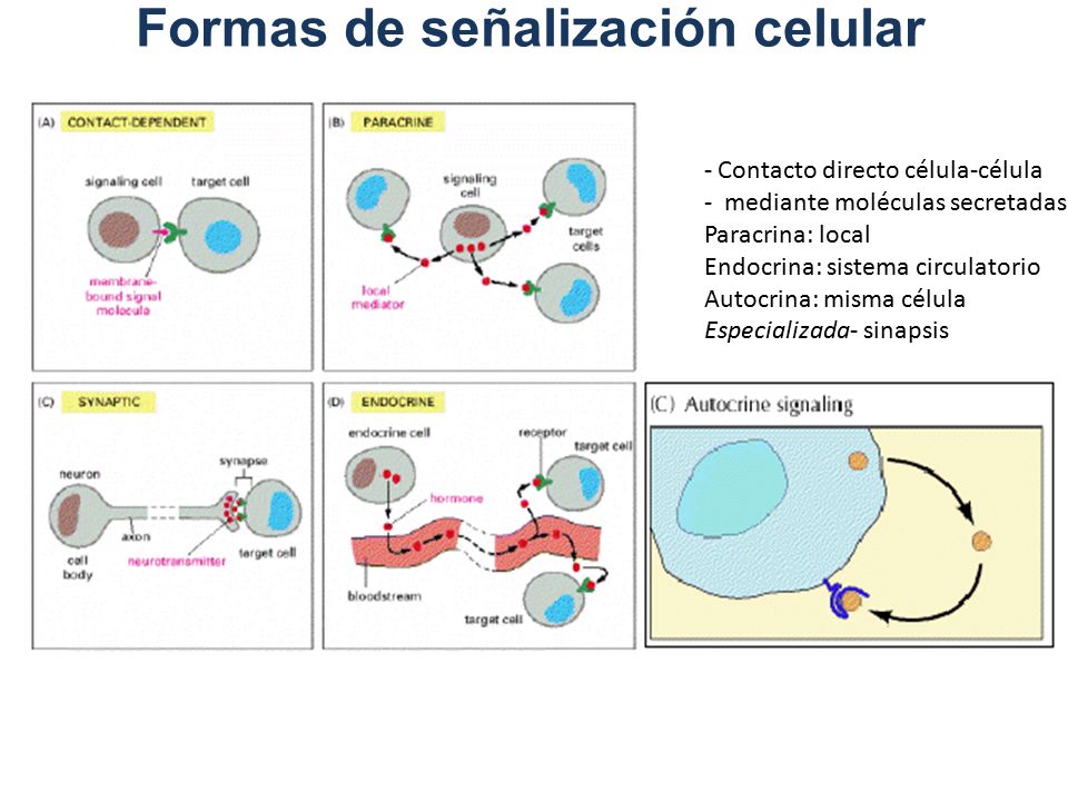 Curso miniMOOC “Señalización celular: - ppt descargar