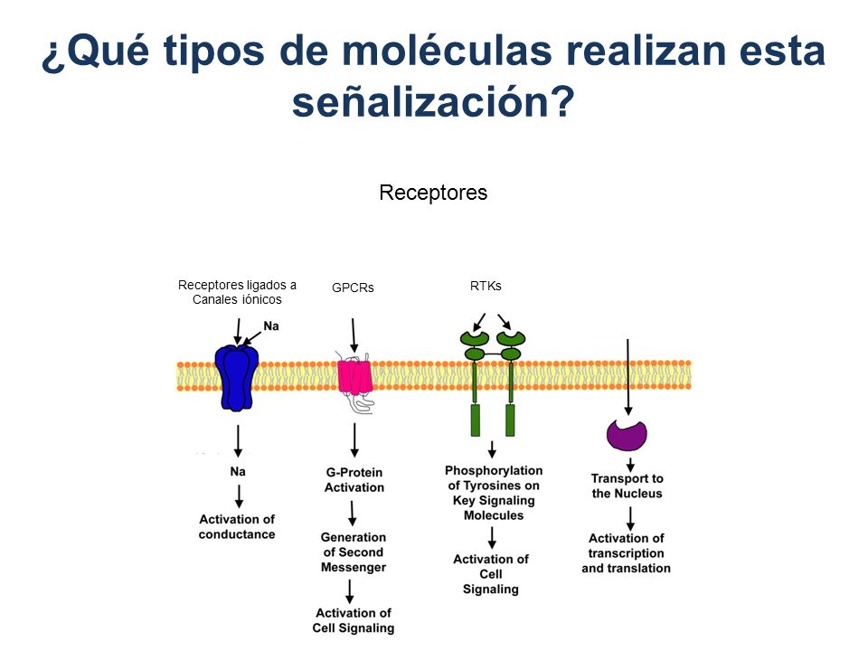 ¿Qué tipos de moléculas realizan esta señalización