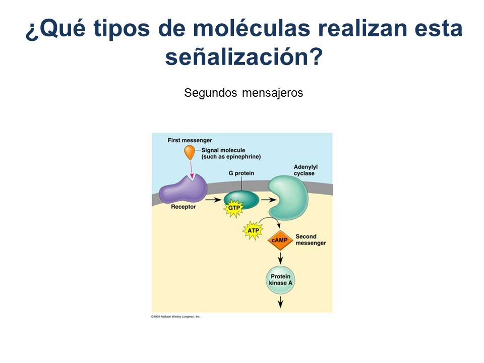 ¿Qué tipos de moléculas realizan esta señalización