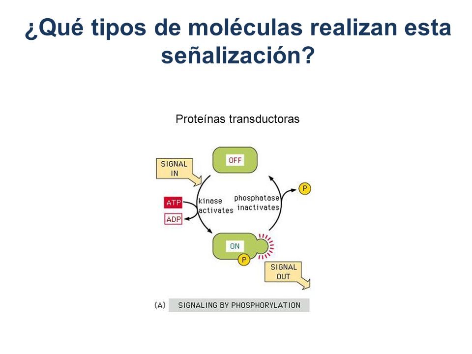 ¿Qué tipos de moléculas realizan esta señalización