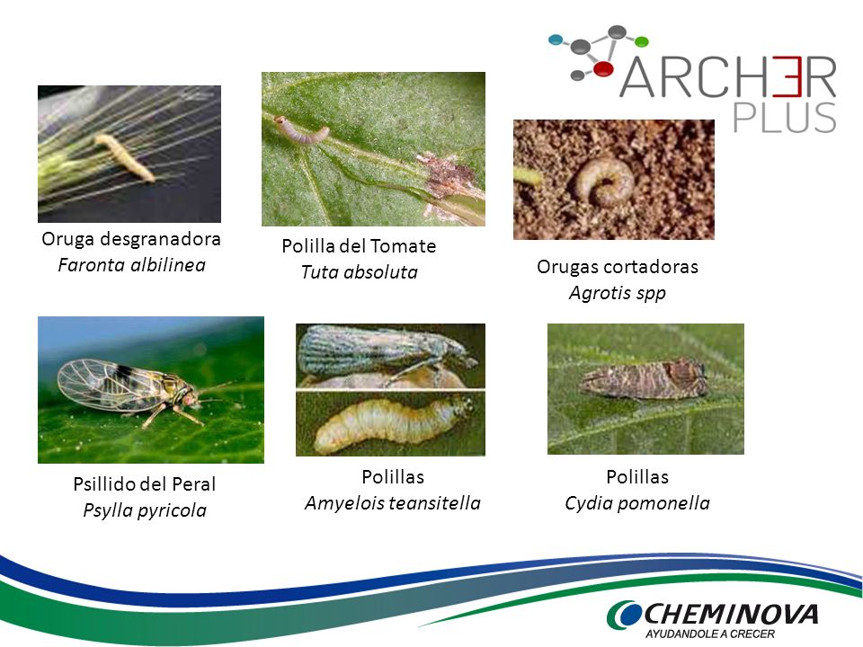 Oruga desgranadora Faronta albilinea. Polilla del Tomate. Tuta absoluta. Orugas cortadoras. Agrotis spp.