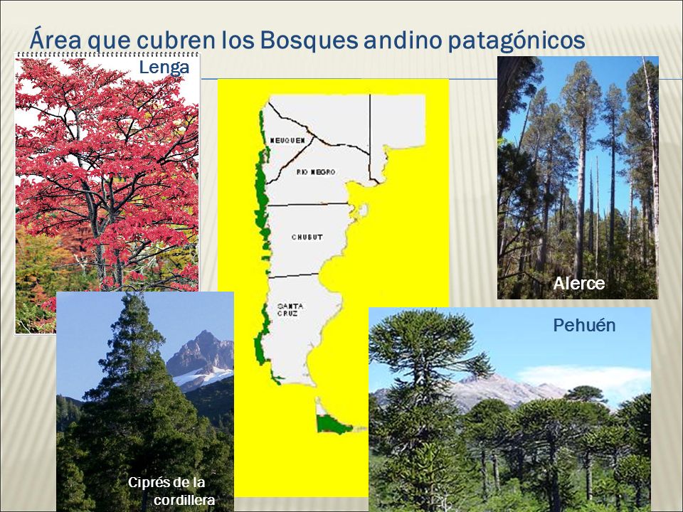 Área que cubren los Bosques andino patagónicos