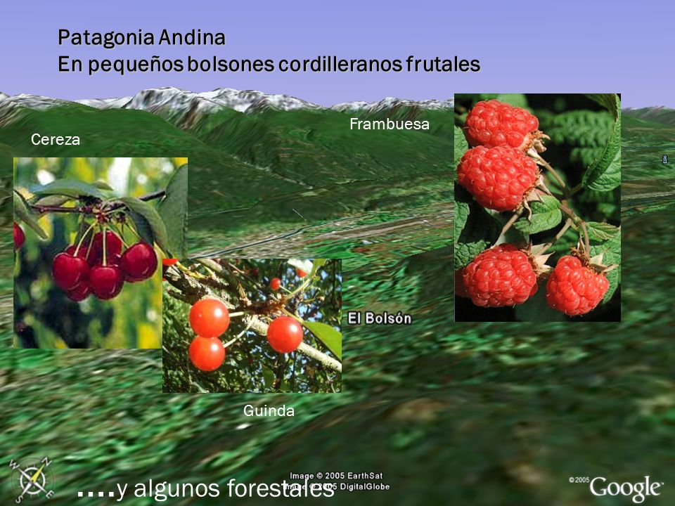 ….y algunos forestales Patagonia Andina