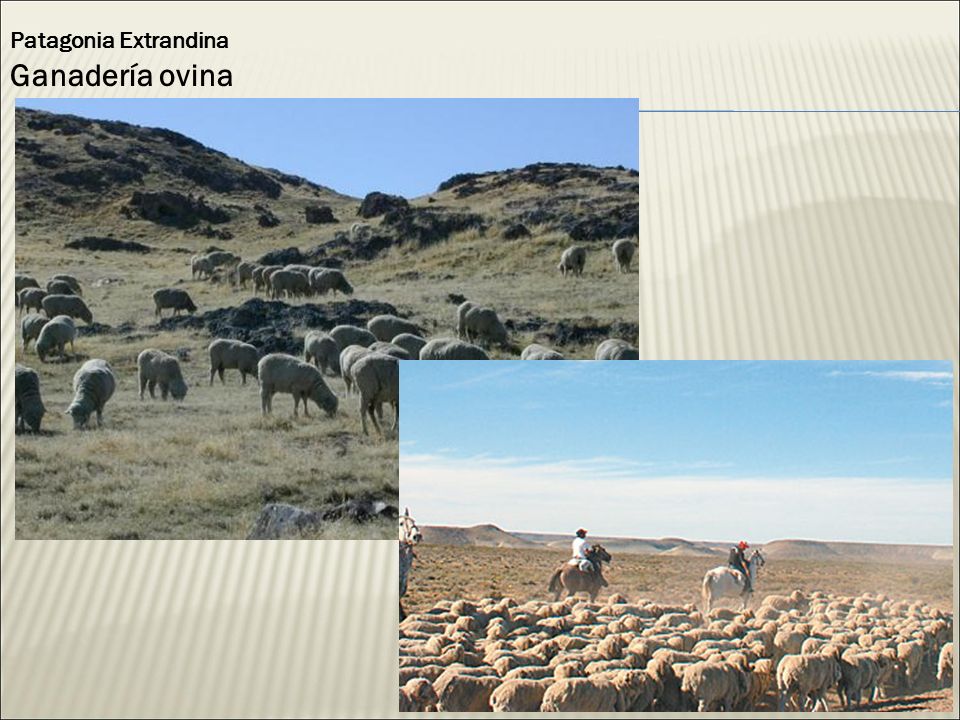 Patagonia Extrandina Ganadería ovina