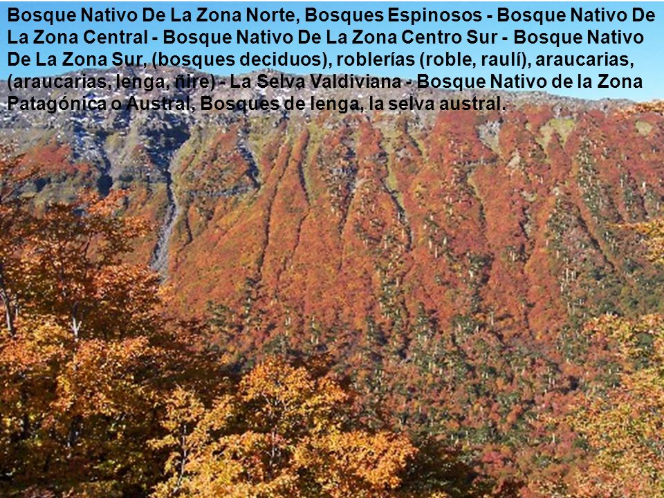 Bosque Nativo De La Zona Norte, Bosques Espinosos - Bosque Nativo De La Zona Central - Bosque Nativo De La Zona Centro Sur - Bosque Nativo De La Zona Sur, (bosques deciduos), roblerías (roble, raulí), araucarias, (araucarias, lenga, ñire) - La Selva Valdiviana - Bosque Nativo de la Zona Patagónica o Austral, Bosques de lenga, la selva austral.