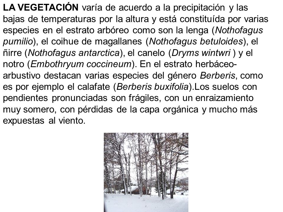 LA VEGETACIÓN varía de acuerdo a la precipitación y las bajas de temperaturas por la altura y está constituída por varias especies en el estrato arbóreo como son la lenga (Nothofagus pumilio), el coihue de magallanes (Nothofagus betuloides), el ñirre (Nothofagus antarctica), el canelo (Dryms wintwri ) y el notro (Embothryum coccineum).