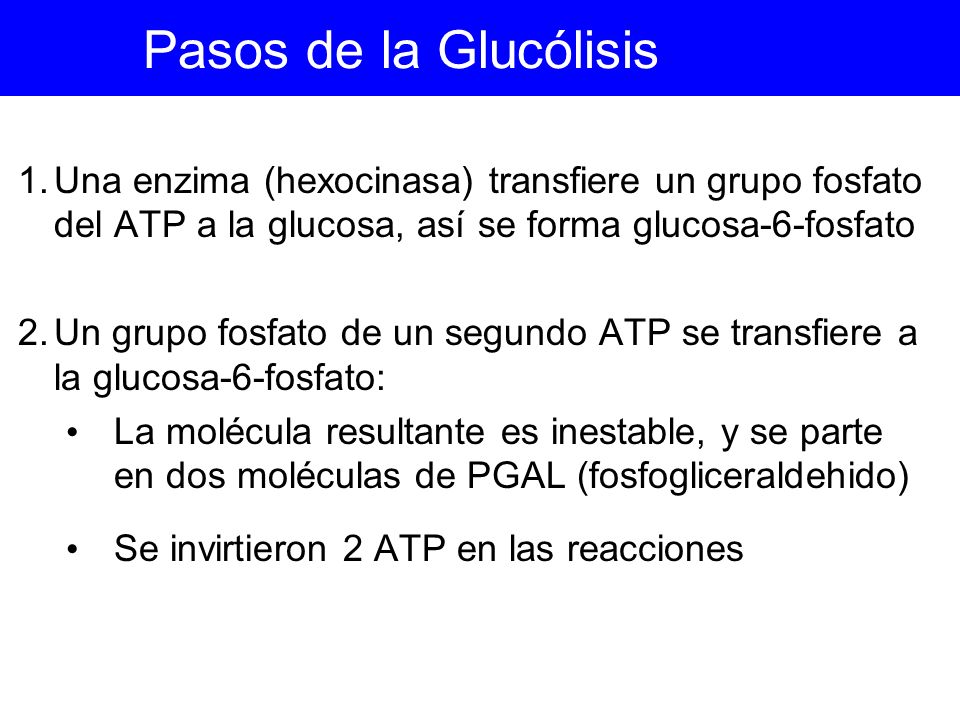 Pasos de la Glucólisis Una enzima (hexocinasa) transfiere un grupo fosfato del ATP a la glucosa, así se forma glucosa-6-fosfato.