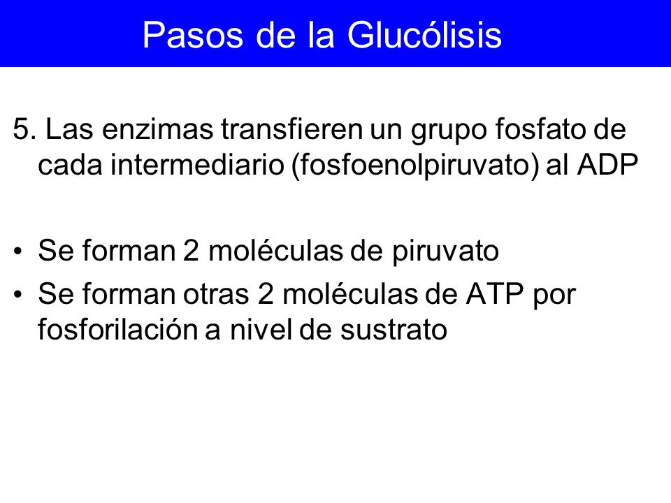 Pasos de la Glucólisis 5. Las enzimas transfieren un grupo fosfato de cada intermediario (fosfoenolpiruvato) al ADP.