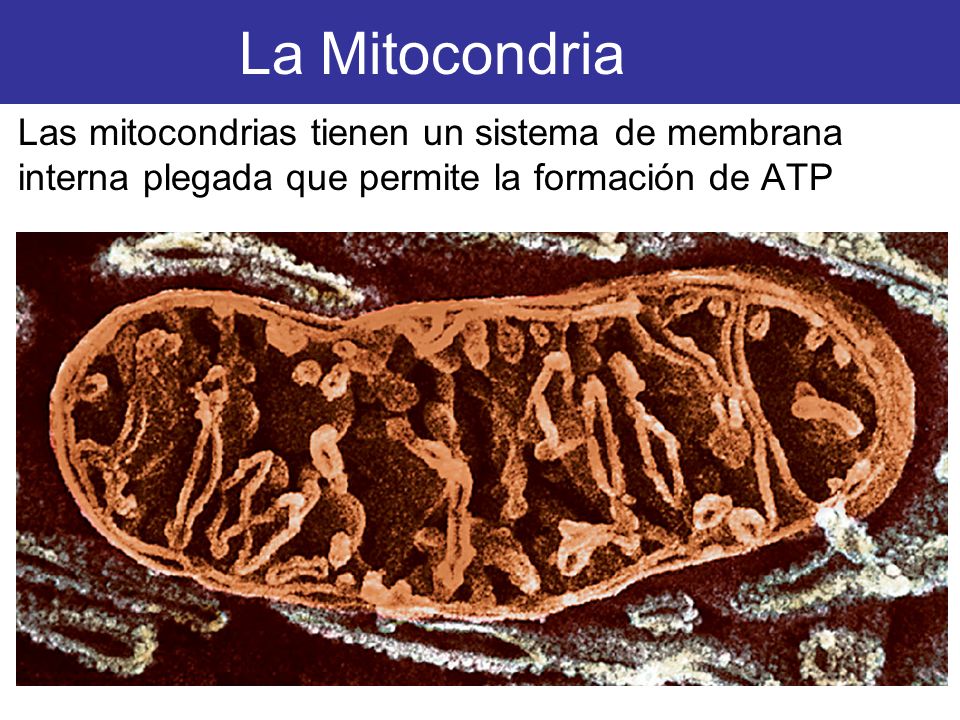 La Mitocondria Las mitocondrias tienen un sistema de membrana interna plegada que permite la formación de ATP.