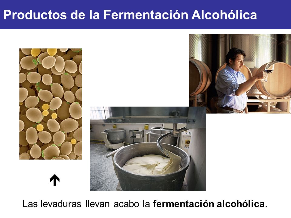 Productos de la Fermentación Alcohólica