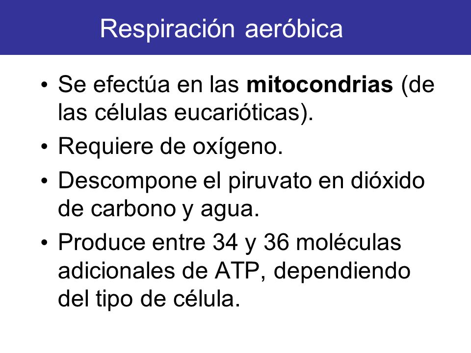 Respiración aeróbica Se efectúa en las mitocondrias (de las células eucarióticas). Requiere de oxígeno.