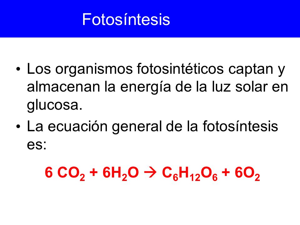 Fotosíntesis Los organismos fotosintéticos captan y almacenan la energía de la luz solar en glucosa.