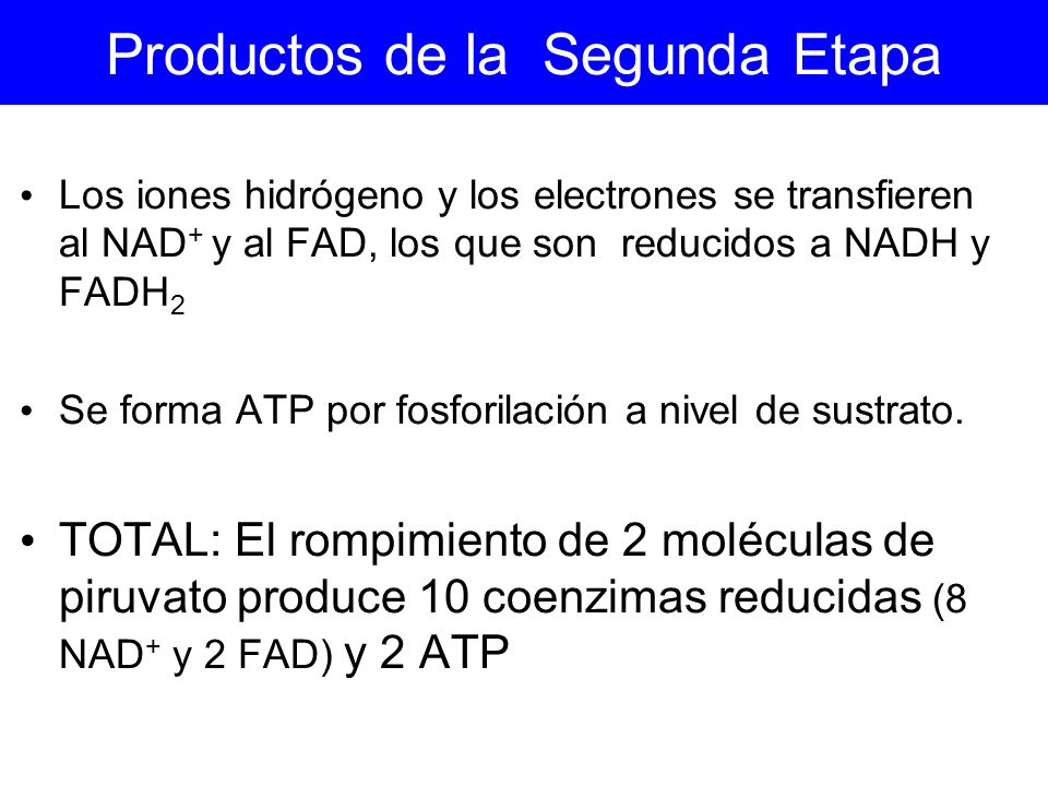 Productos de la Segunda Etapa
