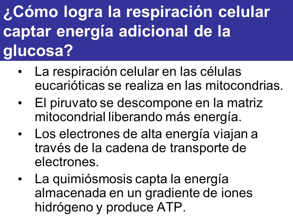 ¿Cómo logra la respiración celular captar energía adicional de la glucosa