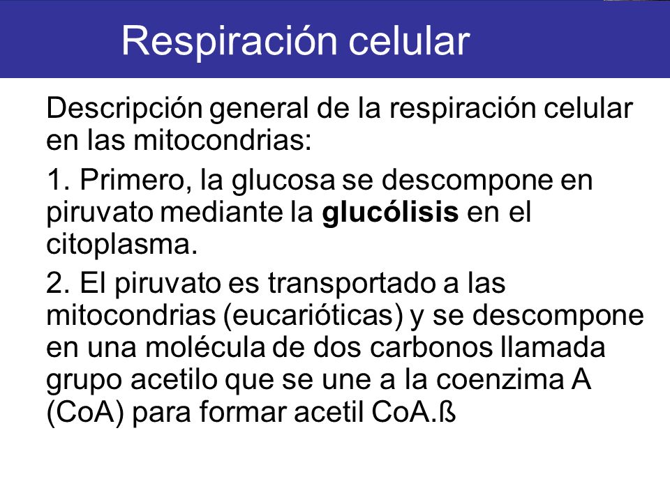 Respiración celular Descripción general de la respiración celular en las mitocondrias: