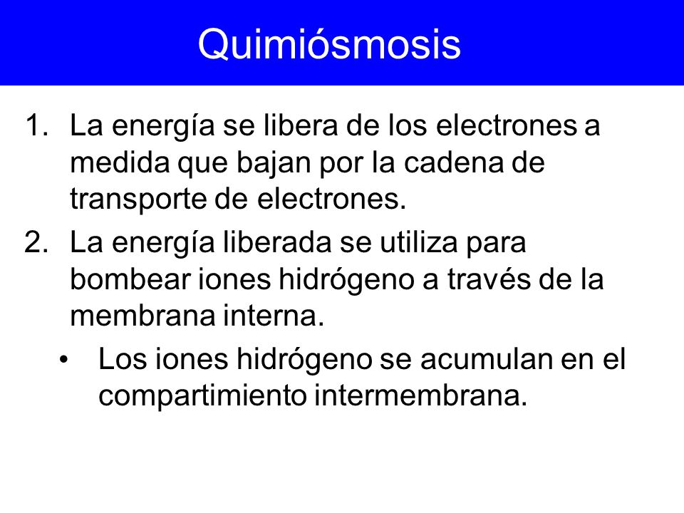 Quimiósmosis La energía se libera de los electrones a medida que bajan por la cadena de transporte de electrones.