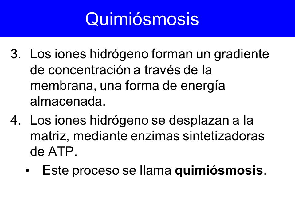 Quimiósmosis Los iones hidrógeno forman un gradiente de concentración a través de la membrana, una forma de energía almacenada.