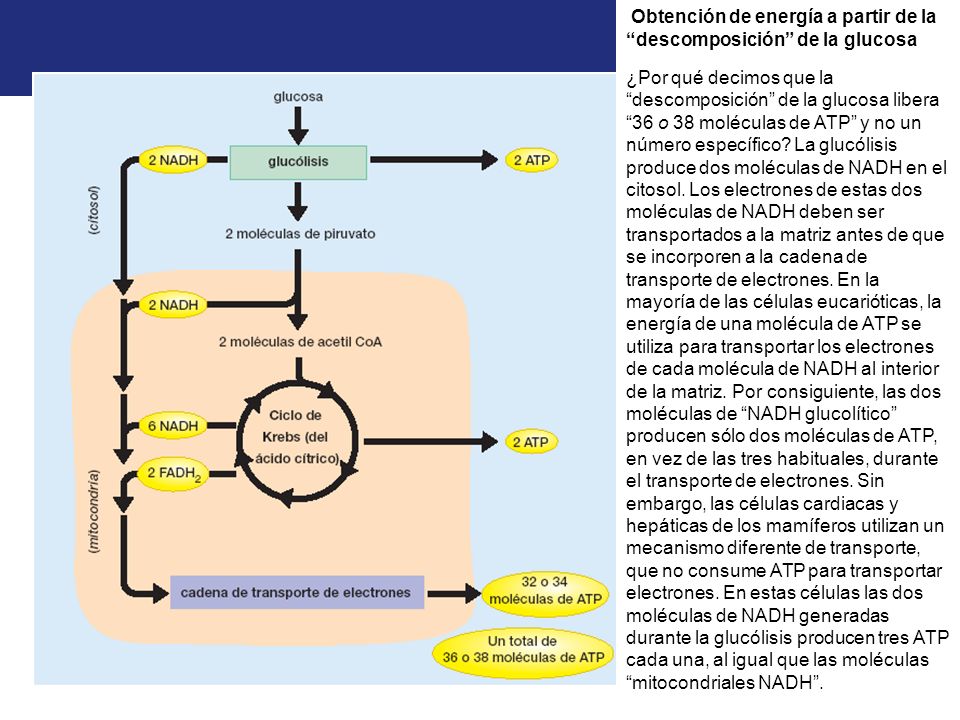 Obtención de energía a partir de la descomposición de la glucosa