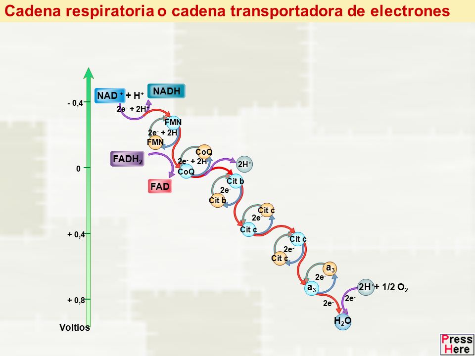Cadena respiratoria o cadena transportadora de electrones